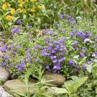 Sommer Mood Blume-4 (1)