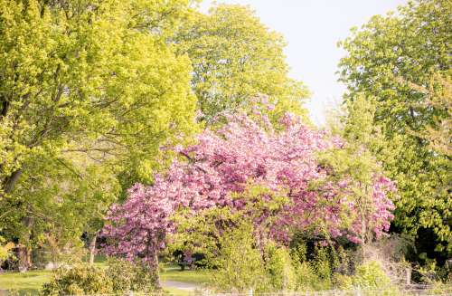 Sommer_Mood_Kirschblütenbaum