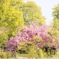 Sommer Mood Kirschbluetenbaum (1)