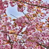 Sommer Mood Kirsche (1)