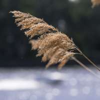 Sommer Mood Schilf-2 (1)