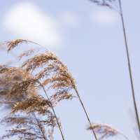 Sommer Mood Schilf-3 (1)