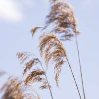 Sommer Mood Schilf-4 (1)