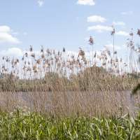 Sommer Mood Schilf (1)