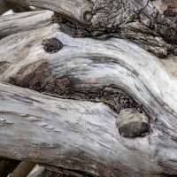 Sommer Mood Baumstamm (1)