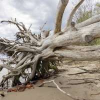 Sommer Mood Baumwurzel (1)