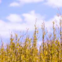 Sommer Mood Buesche Himmel (1)