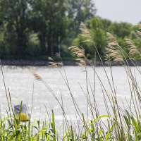 Sommer Mood schilf-6 (1)