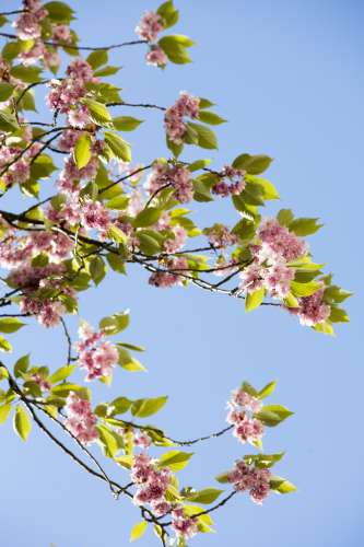 Sommer_mood_Kirschbluete2